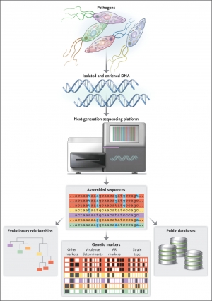 Next generation sequencing: &Mu;&epsilon;&tau;ά &tau;&eta;&nu; &alpha;&pi;&omicron;&mu;ό&nu;&omega;&sigma;&eta; &tau;&omicron;&upsilon; &pi;&alpha;&theta;&omicron;&gamma;ό&nu;&omicron;&upsilon; &kappa;&alpha;&iota; &tau;&eta; &delta;&iota;ά&sigma;&pi;&alpha;&sigma;&eta; &tau;&omicron;&upsilon; &gamma;&epsilon;&nu;&epsilon;&tau;&iota;&kappa;&omicron;ύ &upsilon;&lambda;&iota;&kappa;&omicron;ύ &sigma;&epsilon; &mu;&iota;&kappa;&rho;ό&tau;&epsilon;&rho;&alpha; strands, &alpha;&kappa;&omicron;&lambda;&omicron;&upsilon;&theta;&epsilon;ί &tau;&omicron; sequencing, &eta; &tau;&alpha;&upsilon;&tau;&omicron;&pi;&omicron;ί&eta;&sigma;&eta; &tau;&eta;&sigmaf; &alpha;&lambda;&lambda;&eta;&lambda;&omicron;&upsilon;&chi;ί&alpha;&sigmaf; &tau;&omega;&nu; &nu;&omicron;&upsilon;&kappa;&lambda;&epsilon;&omicron;&tau;&iota;&delta;ί&omega;&nu;, &pi;&omicron;&upsilon; &delta;ί&nu;&epsilon;&iota; &tau;&eta; &delta;&upsilon;&nu;&alpha;&tau;ό&tau;&eta;&tau;&alpha; &gamma;&iota;&alpha; &pi;&epsilon;&rho;&alpha;&iota;&tau;έ&rho;&omega; &mu;&epsilon;&lambda;έ&tau;&eta; &kappa;&alpha;&iota; έ&rho;&epsilon;&upsilon;&nu;&alpha;.