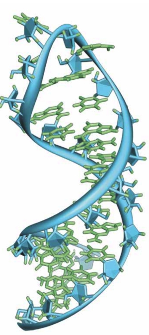M&iota;&alpha; &mu;&omicron;&nu;ή &alpha;&lambda;&upsilon;&sigma;ί&delta;&alpha; RNA &pi;&omicron;&upsilon; &alpha;&nu;&alpha;&delta;&iota;&pi;&lambda;ώ&nu;&epsilon;&tau;&alpha;&iota; &xi;&alpha;&nu;ά &sigma;&tau;&omicron;&nu; &epsilon;&alpha;&upsilon;&tau;ό &tau;&eta;&sigmaf;.
